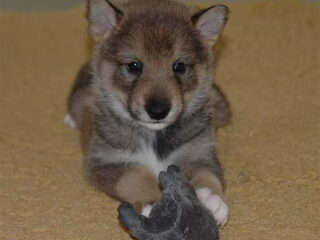 Foto 4 van een Laika, West Siberische