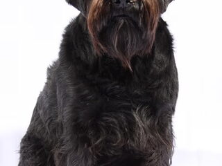 Foto 3 van een Middenslag Schnauzer, zwart