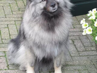 Foto 4 van een Keeshond, Grijze