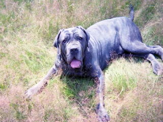Foto 5 van een Mastino Napoletano