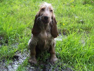 Engelse Cocker Spaniel of toch een Engelse Vieze Spaniel ???????