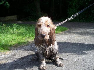 Engelse Cocker Spaniel of toch een Engelse Vieze Spaniel ???????