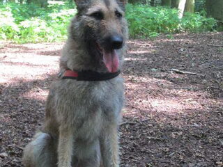 Foto 5 van een Laekense Herder