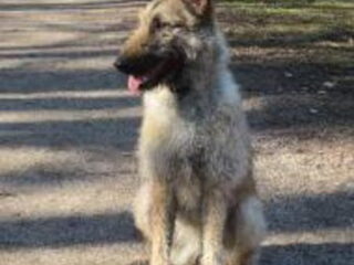 Foto 4 van een Laekense Herder