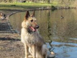 Foto 3 van een Laekense Herder