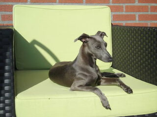 Foto 4 van een Italiaans Windhondje
