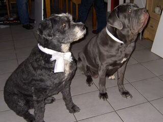 Foto 4 van een Mastino Napoletano