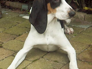 Foto 4 van een Berner Laufhund