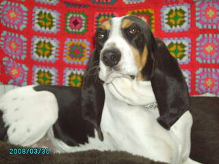 Foto 3 van een Berner Laufhund