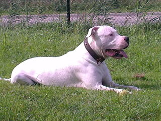 Foto 5 van een Dogo Argentino