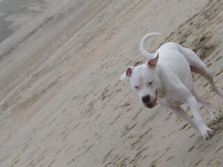 Foto 4 van een Argentijnse Dog