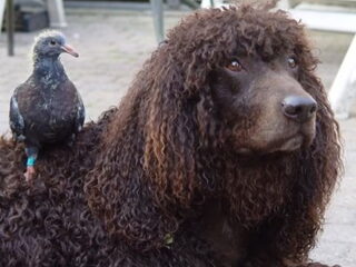 Foto 3 van een Ierse Waterspaniel