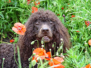Foto 2 van een Ierse Waterspaniel