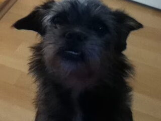 Foto 2 van een Affenpinscher
