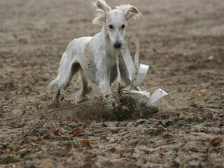 Foto 3 van een Saluki