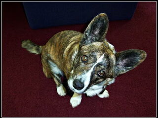 Foto 2 van een Welsh Corgi Cardigan