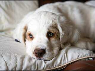 Foto 5 van een Clumber Spaniel