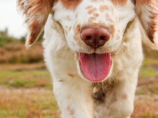 Foto 4 van een Clumber Spaniel