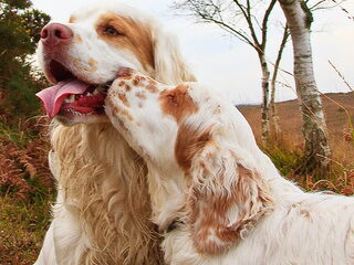 Foto 3 van een Clumber Spaniel