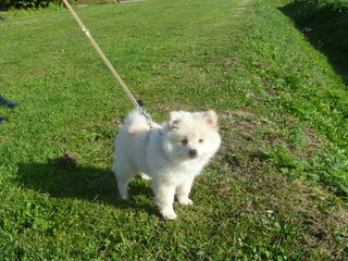 Foto 3 van een Keeshond, Klein