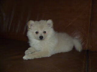 Foto 2 van een Keeshond, Klein