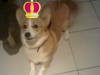 Foto 5 van een Welsh Corgi Pembroke