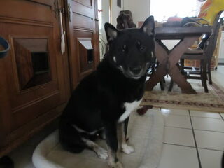Foto 2 van een Shikoku