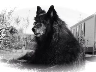 Foto 5 van een Belgische Herdershond, Groenendaeler