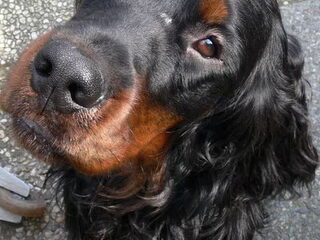 Foto 3 van een Gordon Setter