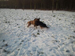 met m,n lieve milow naar het park