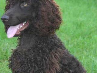 Foto 4 van een Ierse Waterspaniel