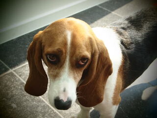 Foto 4 van een Basset Artesien Normand