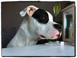 Foto 4 van een Dogo Argentino