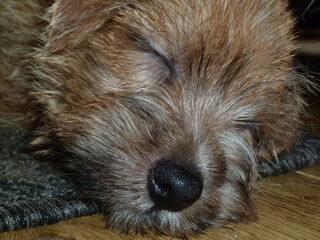 Foto 5 van een Norfolk Terrier