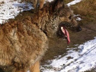 Foto 2 van een Laekense Herder