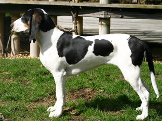 Foto 2 van een Berner Laufhund