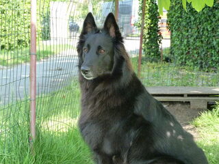 Foto 4 van een Belgische Herdershond, Groenendaeler