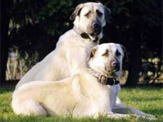 Foto 5 van een Anatolische Herdershond