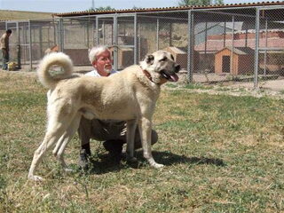 Foto 3 van een Anatolische Herdershond