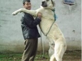 Foto 2 van een Anatolische Herdershond