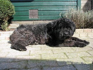 Foto 5 van een Bouvier des Flandres