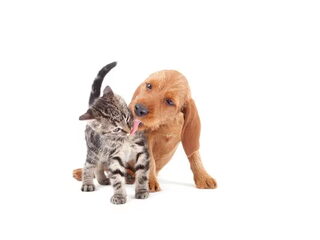 Foto 2 van een Grands Bassets Griffons Vendéens