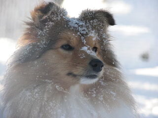 Foto 5 van een Sheltie