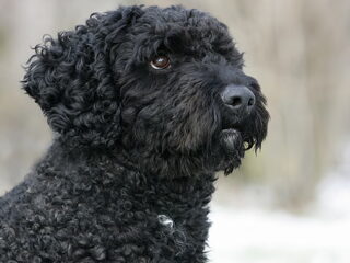 Foto 4 van een Perro de Agua Espagnõl