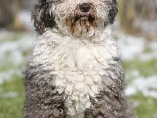 Foto 3 van een Perro de Agua Espagnõl