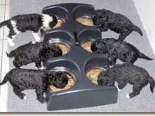 Foto 2 van een Perro de Agua Espagnõl