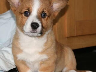 Foto 4 van een Welsh Corgi Pembroke