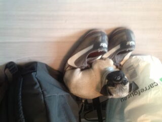 Foto 4 van een Mopshond