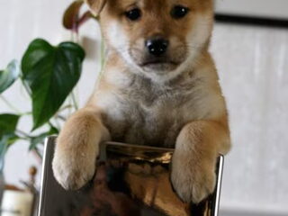 Foto 5 van een Shiba Inu