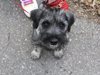 Foto 2 van een Middenslag Schnauzer, peper en zout
